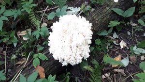 #Гриб Ежовик Коралловидный