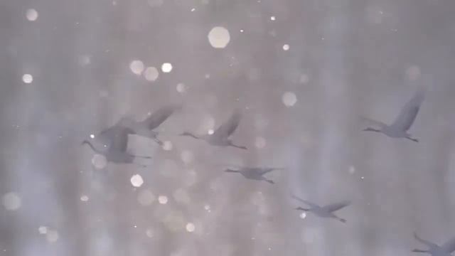 Разговоры о важном 22 октября, праздник белых журавлей.