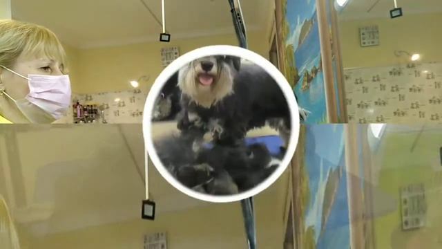 Цвергшнауцер тримминг Бутово смотреть онлайн