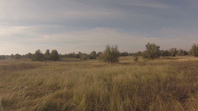 Натаска легавых собак. Баяр, Эва (знакомство с полем) смотреть онлайн