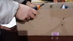 Обзор посылки из питомника "Цветник Поволжья". Ложка дёгтя, почти без мёда ????