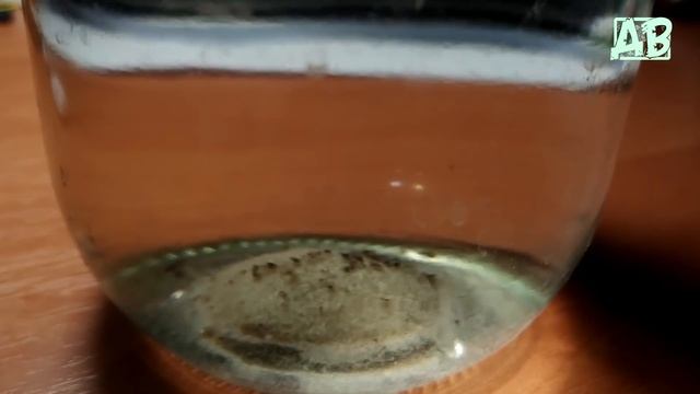 АУЛОФОРУС, ДАФНИЯ ИЗ ЯИЦ, ИНФУЗОРИЯ ТУФЕЛЬКА! КОРМ С МЕТРАНИДОЗОЛОМ! ИСТОРИЯ С АКВАРИУМНЫМИ РАКАМИ! смотреть онлайн