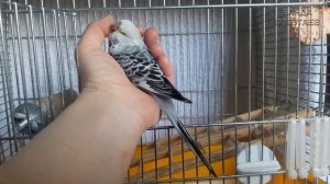 Птенцы выставочного волнистого попугая переезжают в свою первую клетку || Продолжение