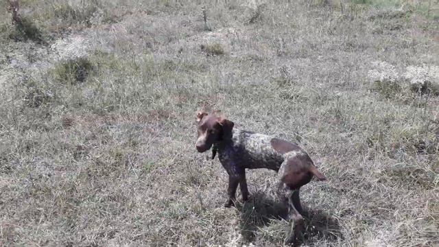 Курцхаар первый раз в поле 4 месеца смотреть онлайн