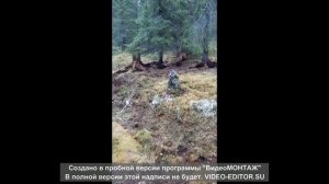 ОХОТА, ЛУЧШИЕ МОМЕНТЫ 2020./Охота на медведя/ Охота на боровую./ Охота с лайкой, берлога медведя.