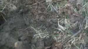 Что можно найти в Московском лесопарке? Коп в Москве.