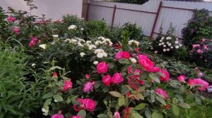 ?МОЙ РОЗОВЫЙ РАЙ?? на 6 сотках в центре Беларуси ?