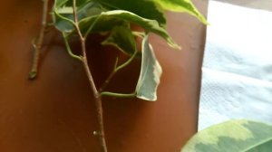 Размножение и уход за фикусом Бенджамина