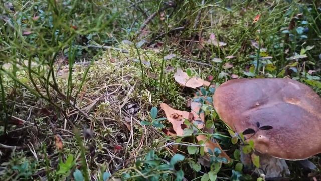 Прятки Белого гриба, 5 сентября 2023 смотреть онлайн