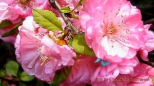 Миндаль трехлопастной Розенмунд (prunus triloba) ? обзор: как сажать, саженцы миндаля Розенмунд