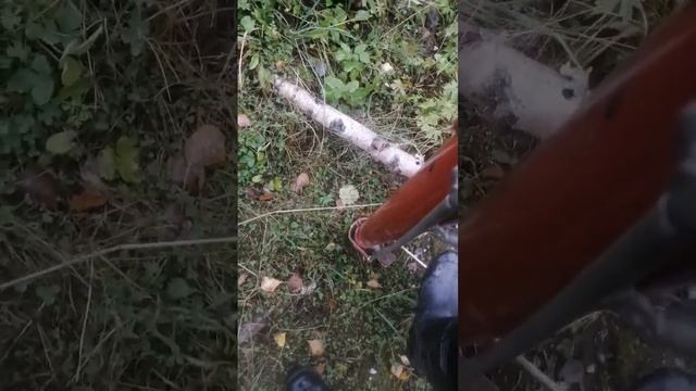 Удивительный день в лесах Карелии и мастер класс по посадке деревьев...