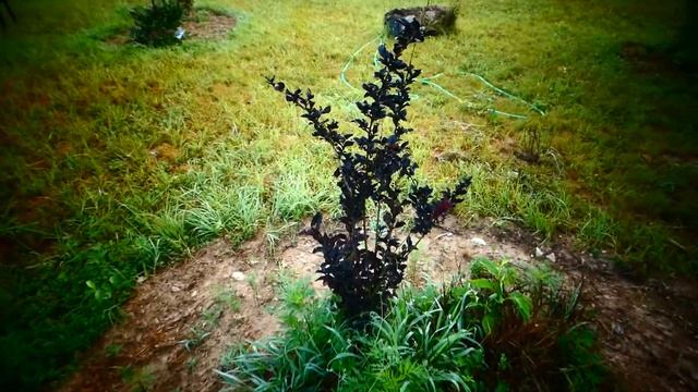 Гибискус китайский, или китайская роза. смотреть онлайн