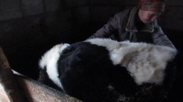 Замер телёнка.