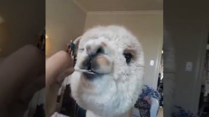 Adorable Alpaca Has a Sweet Tooth   ViralHog