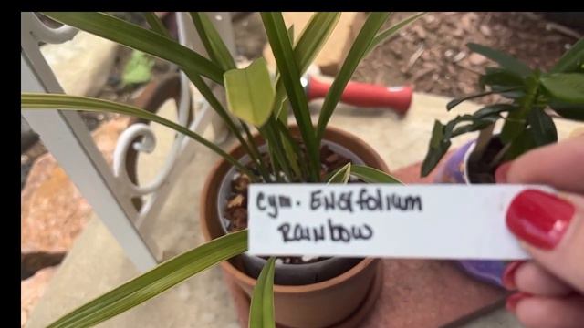 My Outside Orchid Set Up for 2023 Come see the outside orchid set up смотреть онлайн