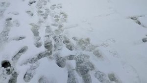 Рыбалка на судака снасть поставуха 2022-2023