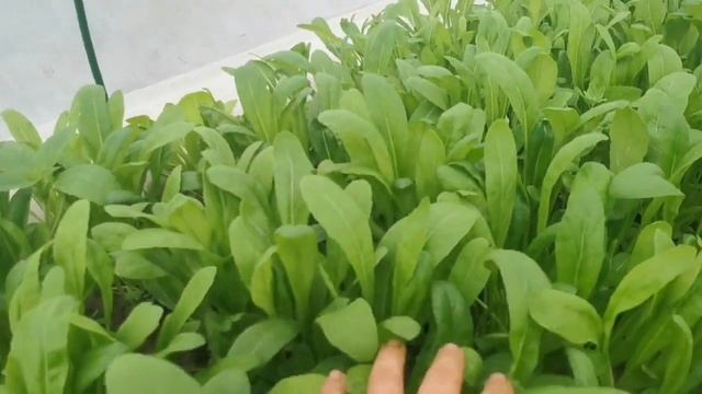 Знакомство с Мибуной! Капустная Супер Скороспелая Зелень! Семена на pomidom.ru смотреть онлайн