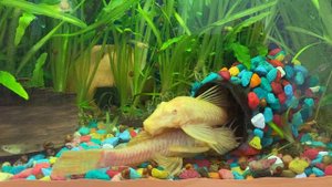 22-03-2024 анциструсы идут на нерест