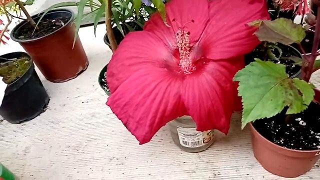 Красивоцветущие комнатные и не только. Какое ж лето без цветов!