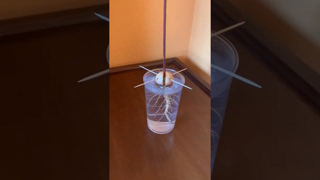 Авокадо из косточки смотреть онлайн