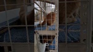 Балкон для кота на балконе человека