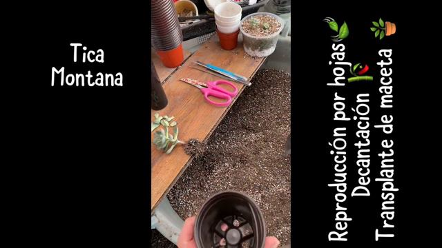 Reproducción de suculentas por hojas, decaptación y transplante de macetas смотреть онлайн