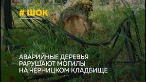 "Вечный непокой": кто должен следить за деревьями на кладбище?