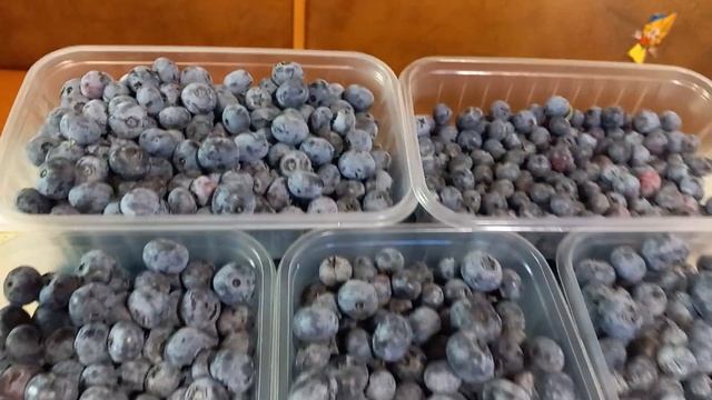 Какой урожай голубики у любителя??? смотреть онлайн