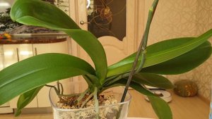 Питательная среда для семян орхидей