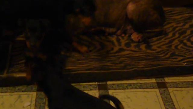 Щенки цвергпинчера 2 (м-помёт) смотреть онлайн