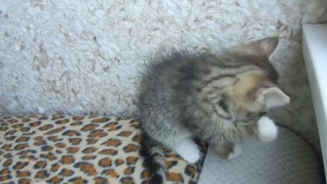 кошечка полосатая умывается смотреть онлайн