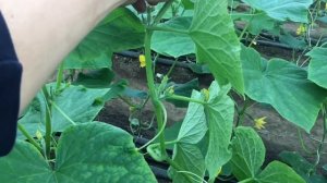 огурцы Чайковский 2 недели после высадки