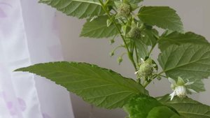 Малина на подоконнике,  балконе, в квартире.