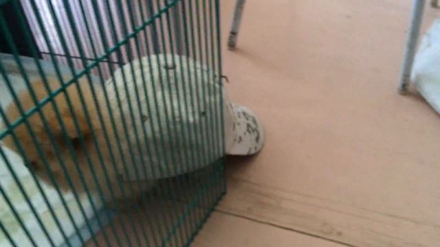 Шпиц-черепашка! смотреть онлайн