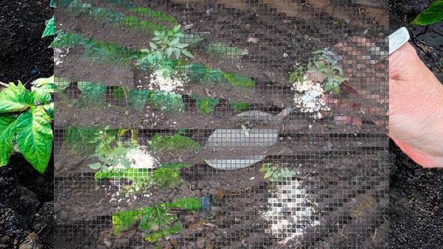 ВЕДРО СОЛИ И ТОМАТЫ КАК НОВЫЕ КУСТЫ ПРУТ ПЛОДАМИ смотреть онлайн