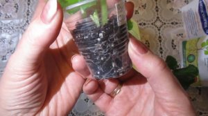 Фузариоз или загнивание корней у фиалки.Результат процесса спасения.