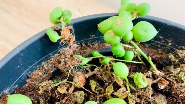 ?Как я спасала крестовники Роули и Геррейна. Размножение. смотреть онлайн