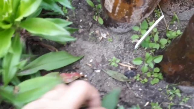 Гвоздика турецкая осенью. смотреть онлайн