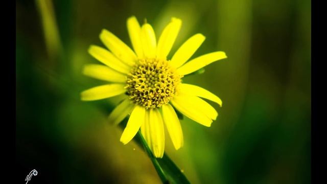 Sony A3500 Review (image quality) смотреть онлайн