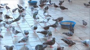 Голуби Стамбула (Istanbul‘s pigeons) 2021