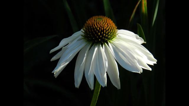 "Южный сад Ирины Сотниковой" в Яндекс Дзене - подписывайтесь! смотреть онлайн
