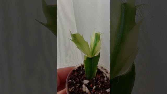 Вариегатная шлюмбергера Мадам Баттерфляй. Не декабрист, а жена декабриста, такая же стойкая смотреть онлайн