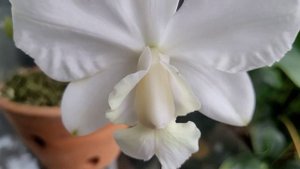 Cattleya dolosa. Первое домашнее цветение.