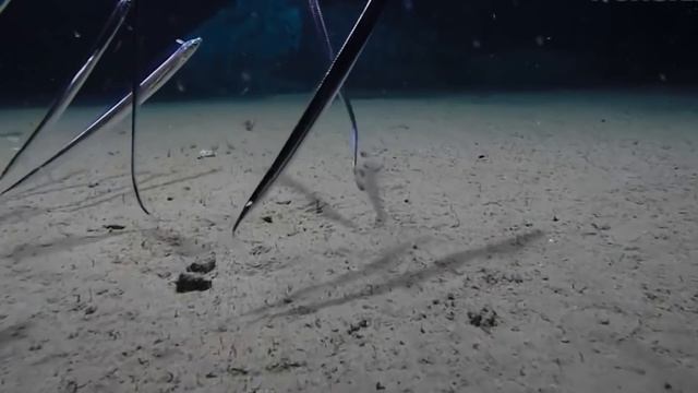 Что происходит, когда умирает кит? смотреть онлайн