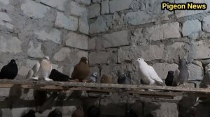 Голуби Строго запрещено ! Мать с сыном и Дочка - Метисы в Голубеводстве