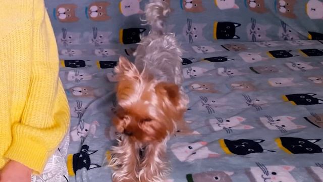 Почему я выбрала именно йорка? Плюсы и минусы йоркширского терьера