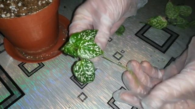 Укоренение черенков  гипоэстеса