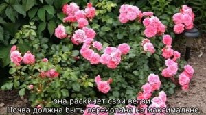 Почвопокровные розы: уход и выращивание