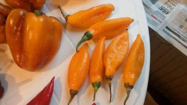 Арбузы, дыни и перцы - обзор смотреть онлайн