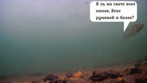 Реакция рыбы на Морковь и Свеклу! Подводная съемка